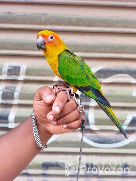 সুপার টেম সান কুনুর