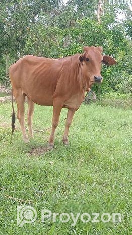 গরু বিক্রি হবে