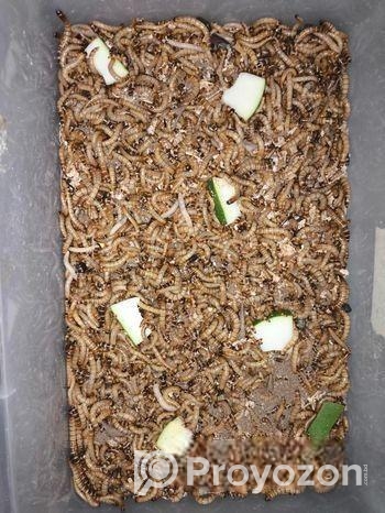 বিটল পোকা | Bitol Puka Beetle Mealworm