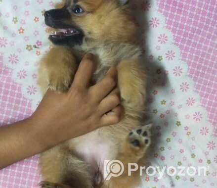 DOG SELL