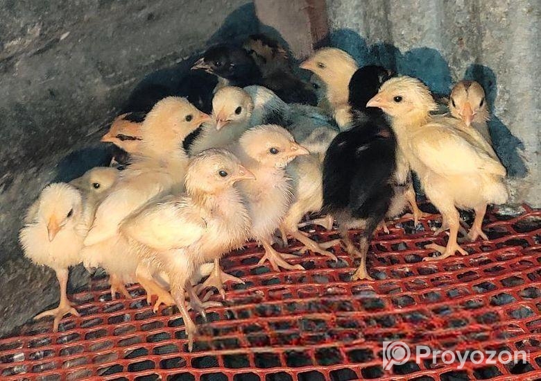 দেশি মুরগি বাচ্চা সেল করা হবে