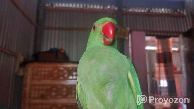 ইন্দিয়ান রিংনেট বেবি