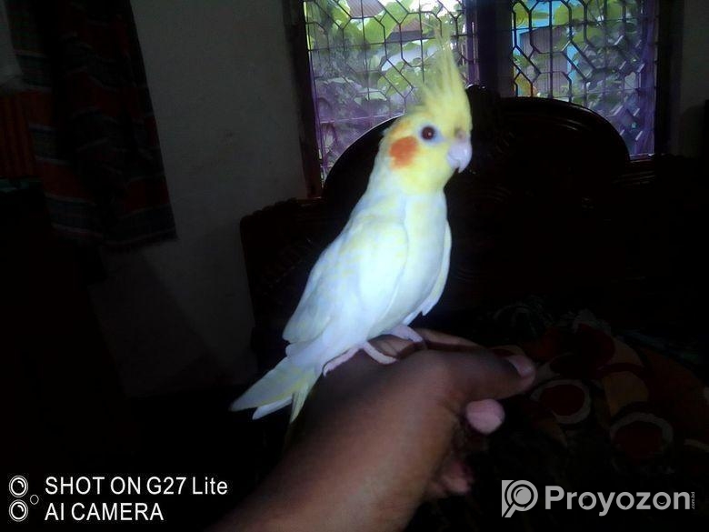 টেম কোকাটাল পাখি বিক্রি