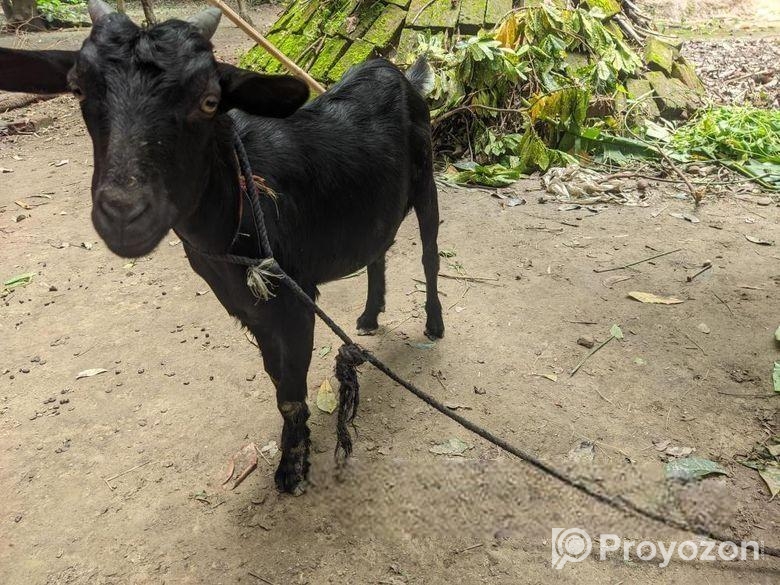 দেশী ছাগল