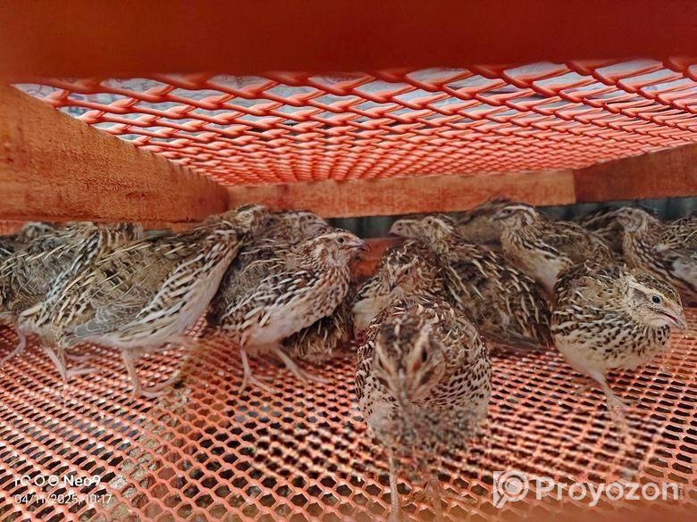 কোয়েল পাখি বিক্রয় হবে