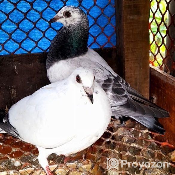 দুই পেয়ার বেবি সেল করবো / শিরাজী ও আপসান গ্রিজেল