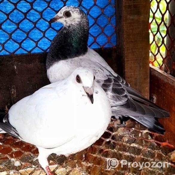 অরজিনাল আমেরিকান হোয়াইট ব্রাহামা!!