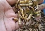 বিটল মাদার ও লার্ভা বিক্রি করা হবে