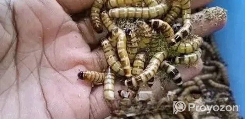 বিটল মাদার ও লার্ভা বিক্রি করা হবে