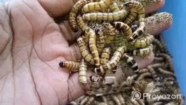 বিটল মাদার ও লার্ভা বিক্রি করা হবে