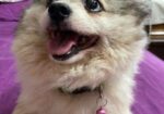 Pomeranian Dog