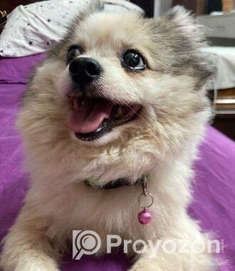 Pomeranian Dog