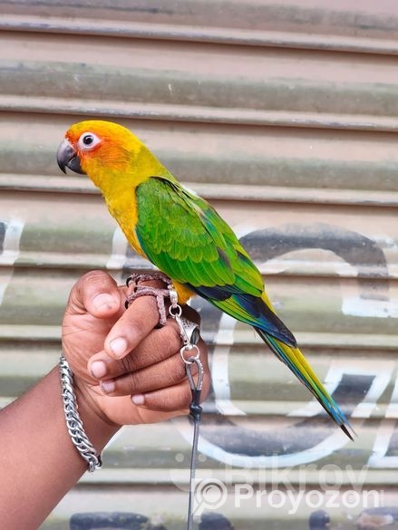 সুপার টেম সান কুনুর