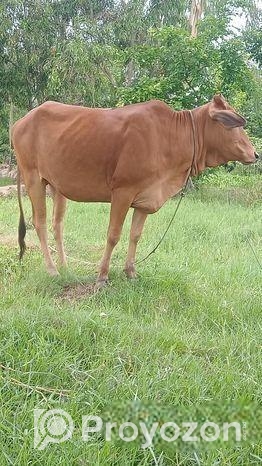 গরু বিক্রি হবে