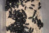 বিটল পোকা | Bitol Puka Beetle Mealworm