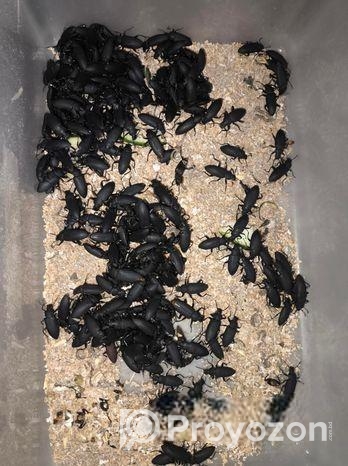 বিটল পোকা | Bitol Puka Beetle Mealworm