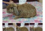 Minilop Rabbit ‍Sell Hobe