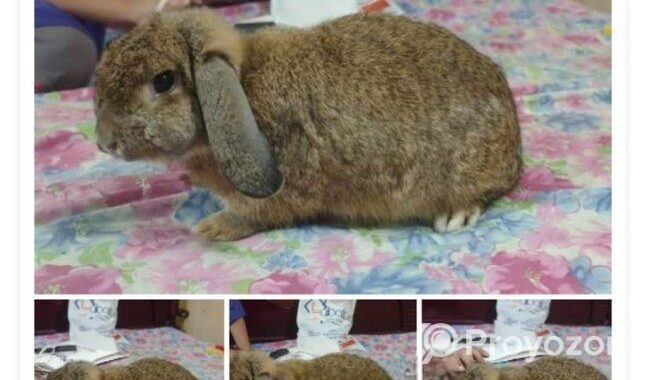 Minilop Rabbit ‍Sell Hobe