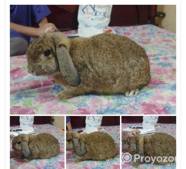 Minilop Rabbit ‍Sell Hobe