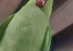 ইন্দিয়ান রিংনেট বেবি