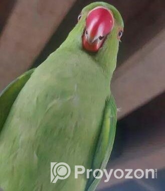 ইন্দিয়ান রিংনেট বেবি