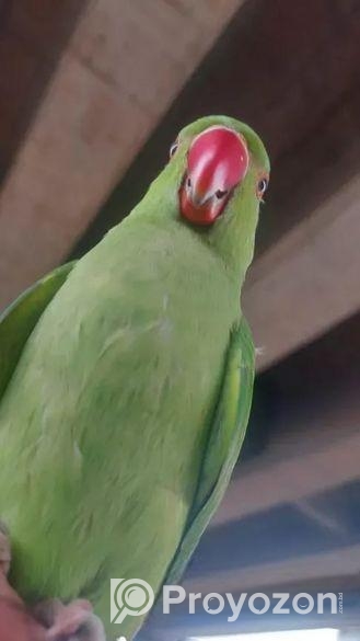 ইন্দিয়ান রিংনেট বেবি