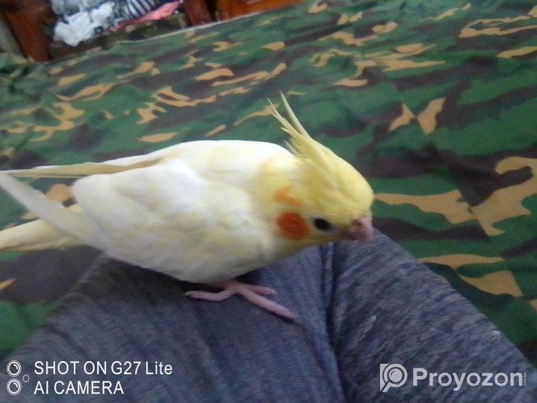 টেম কোকাটাল পাখি বিক্রি