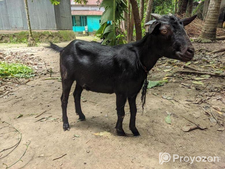 দেশী ছাগল