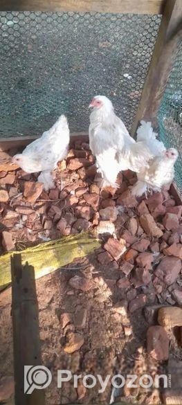 অরজিনাল আমেরিকান হোয়াইট ব্রাহামা!!