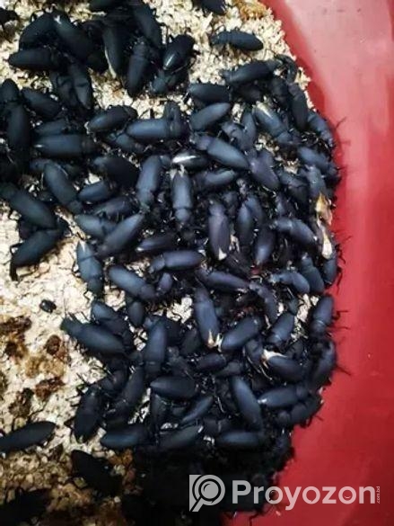 বিটল মাদার ও লার্ভা বিক্রি করা হবে