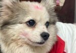 Pomeranian Dog