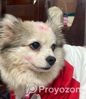Pomeranian Dog