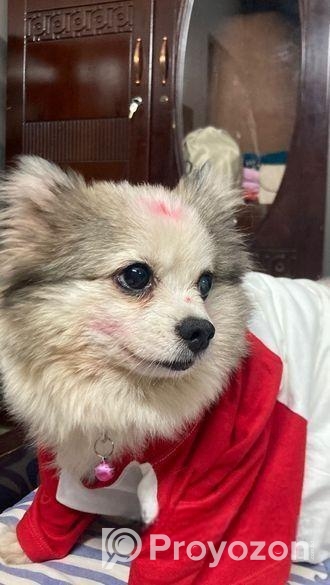 Pomeranian Dog