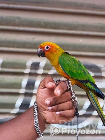 সুপার টেম সান কুনুর