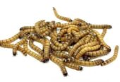 বিটল সুপারওয়ার্ম পোকা। beetle super worm| bitol puka