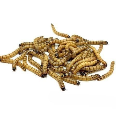 বিটল সুপারওয়ার্ম পোকা। beetle super worm| bitol puka