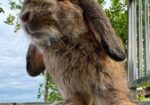 Minilop Rabbit ‍Sell Hobe