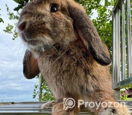 Minilop Rabbit ‍Sell Hobe