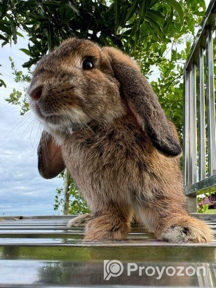 Minilop Rabbit ‍Sell Hobe