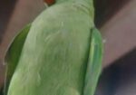 ইন্দিয়ান রিংনেট বেবি