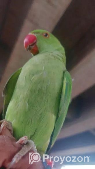 ইন্দিয়ান রিংনেট বেবি