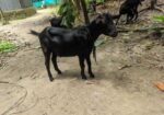 দেশী ছাগল