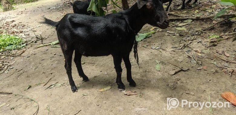 দেশী ছাগল