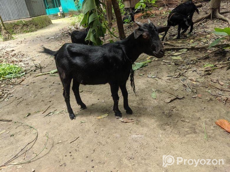 দেশী ছাগল