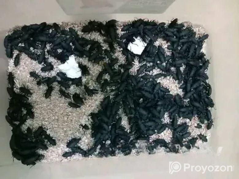 বিটল মাদার ও লার্ভা বিক্রি করা হবে