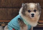 Pomeranian Dog