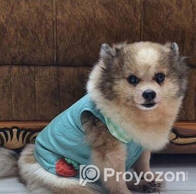 Pomeranian Dog