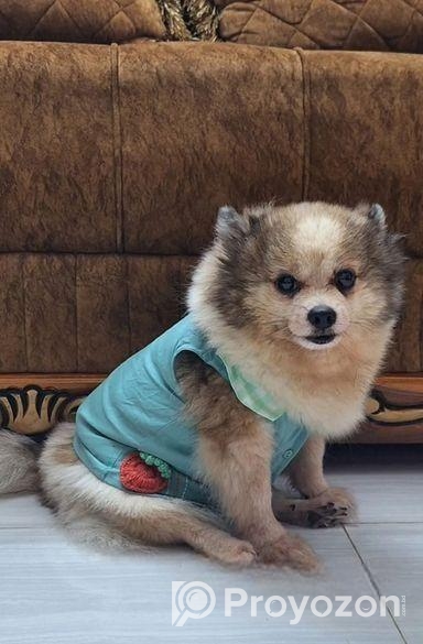 Pomeranian Dog