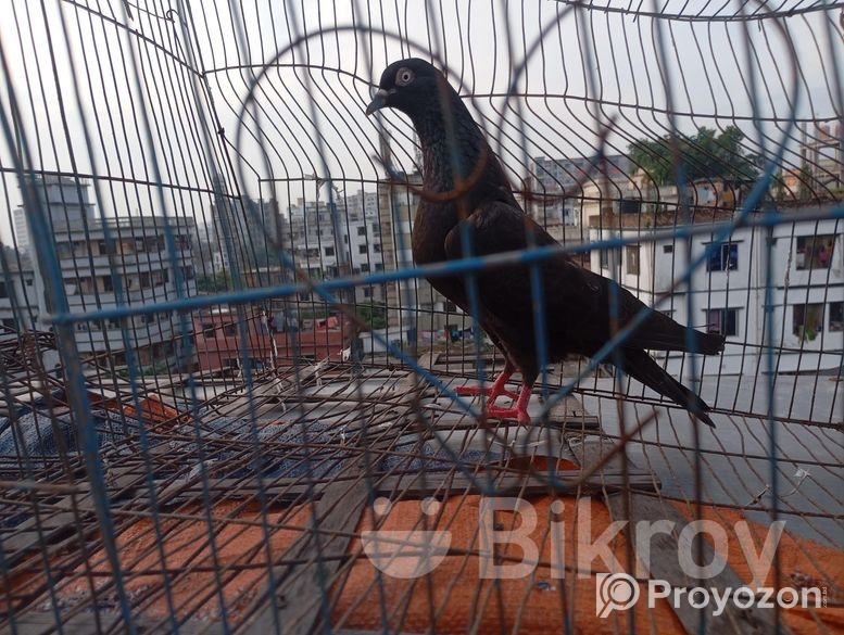 মাদি কবুতর