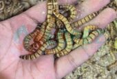 বিটল সুপারওয়ার্ম পোকা। beetle super worm| bitol puka